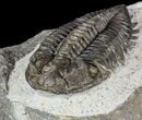 Bargain, Coltraneia - Bug Eyed Trilobite #53560-4